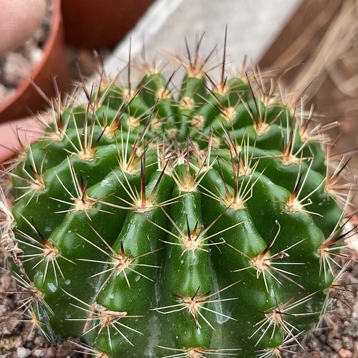 53号实生彩草带盆