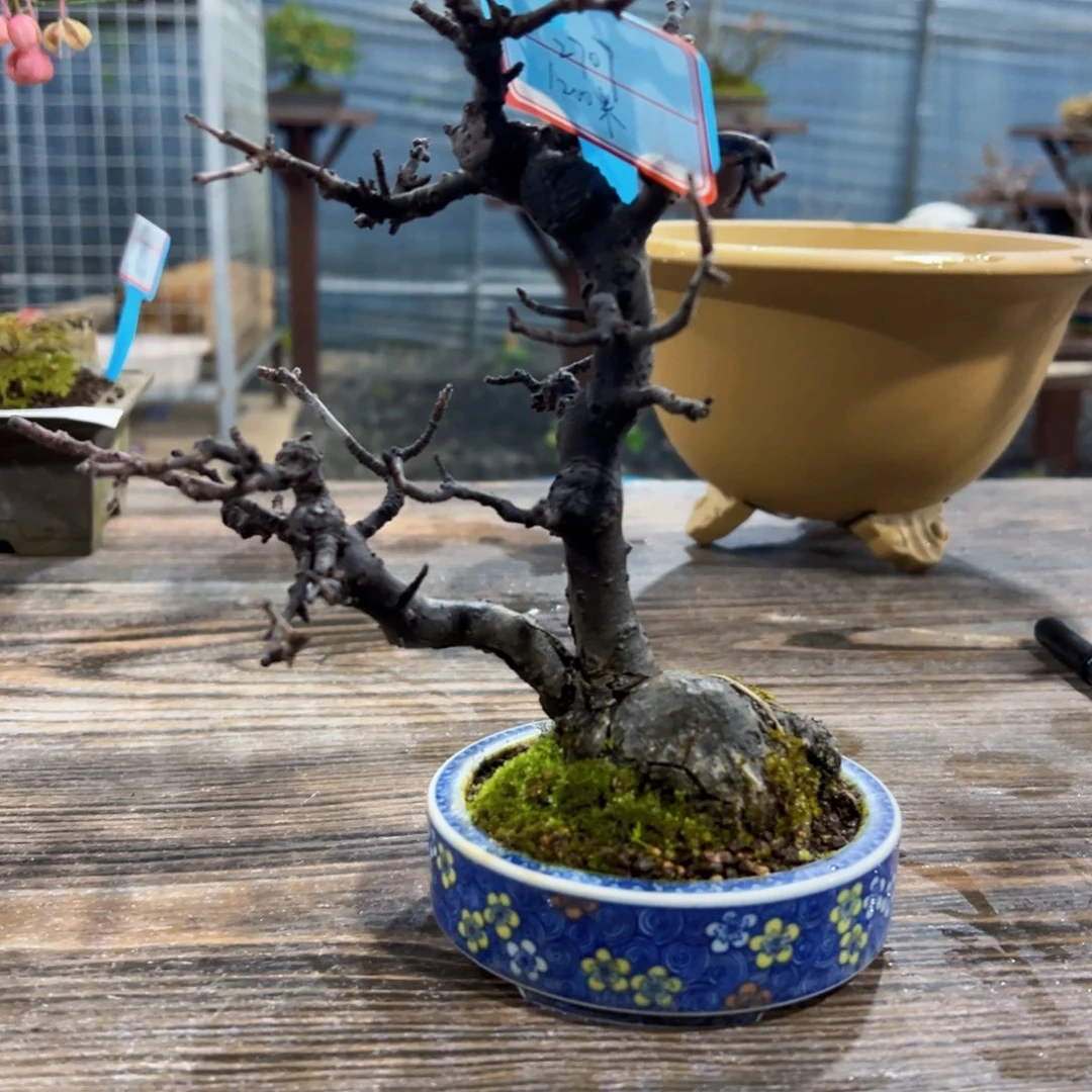 无花朵222211111111