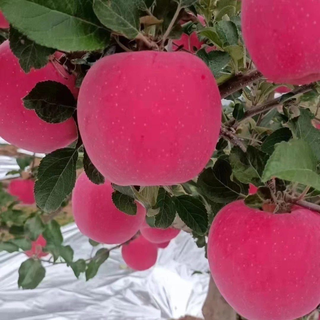 正宗甘肃苹果新鲜水果脆甜多汁现摘应季当季红富士家庭实惠装24枚