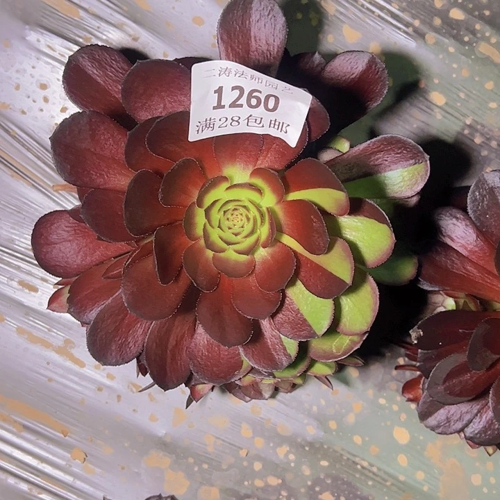 1260黑寡妇多肉植物