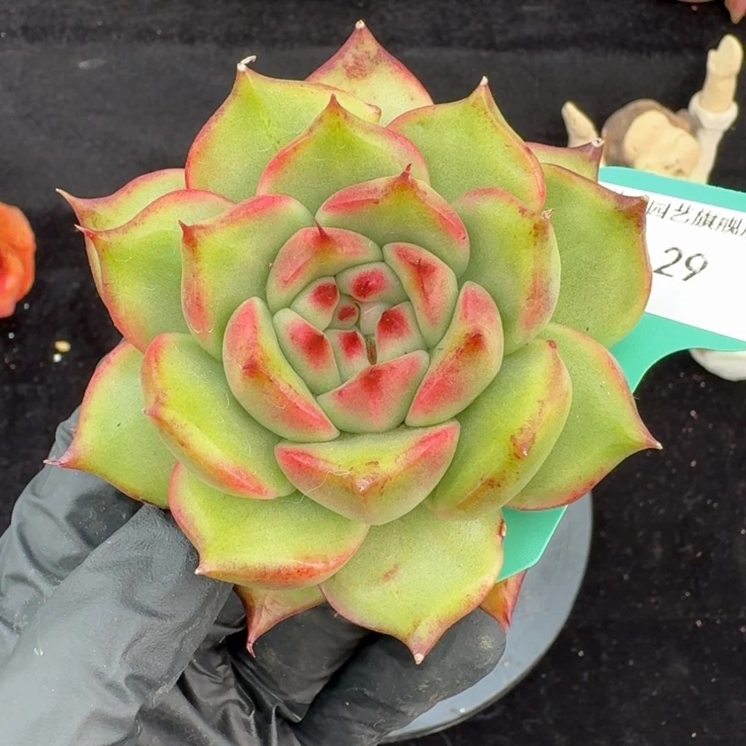 从前慢多肉精选编号1029.29