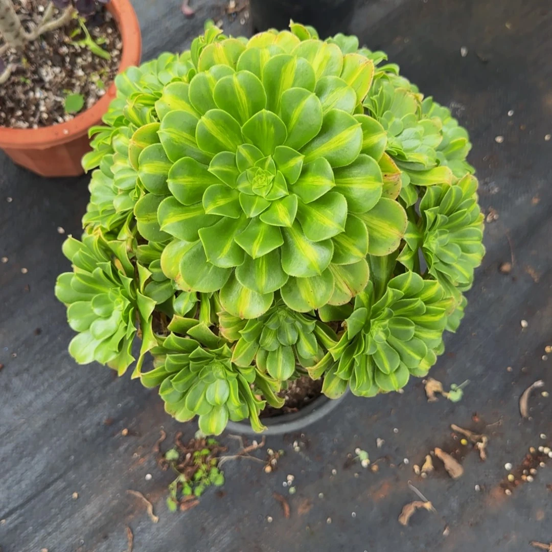 8888翡翠琉璃1111