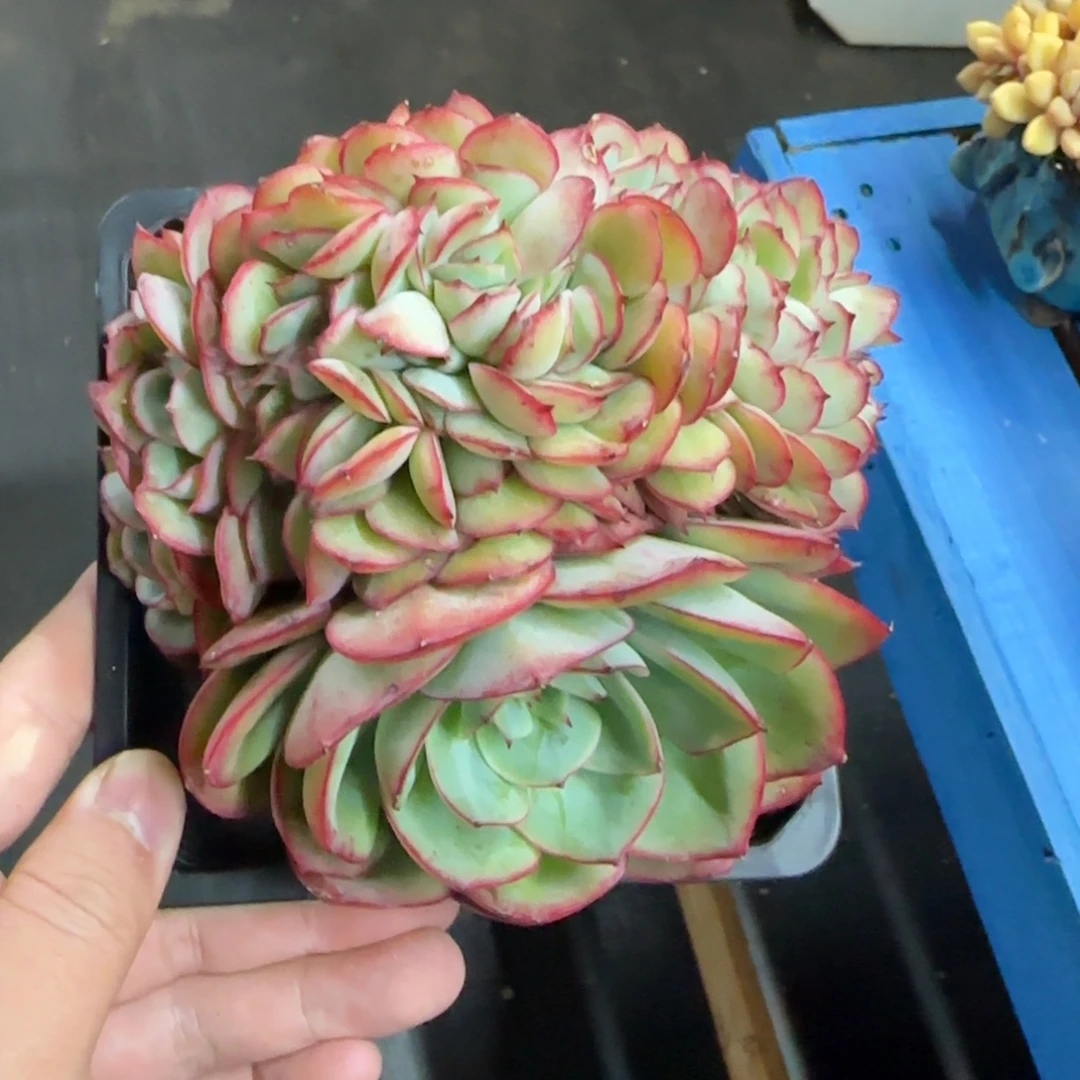 牡丹亭缀，发货点延迟