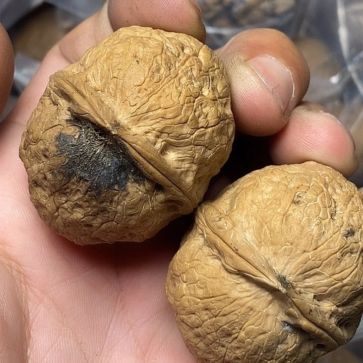 文玩核桃把件云南铁核桃B42