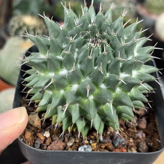 当前无花栽培后可以开花实生瓦格纳