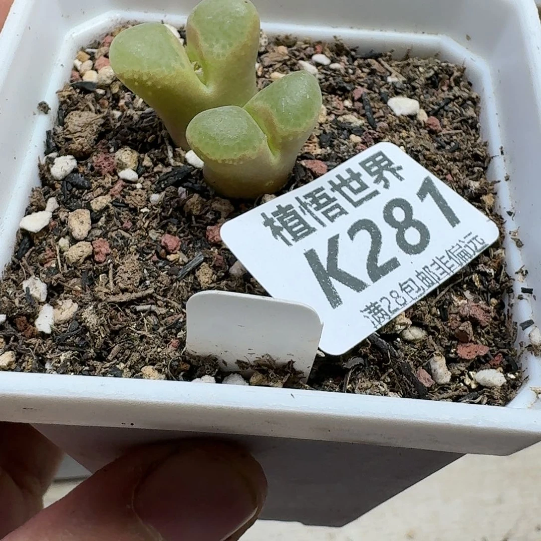 的植物的润泽gbhhj