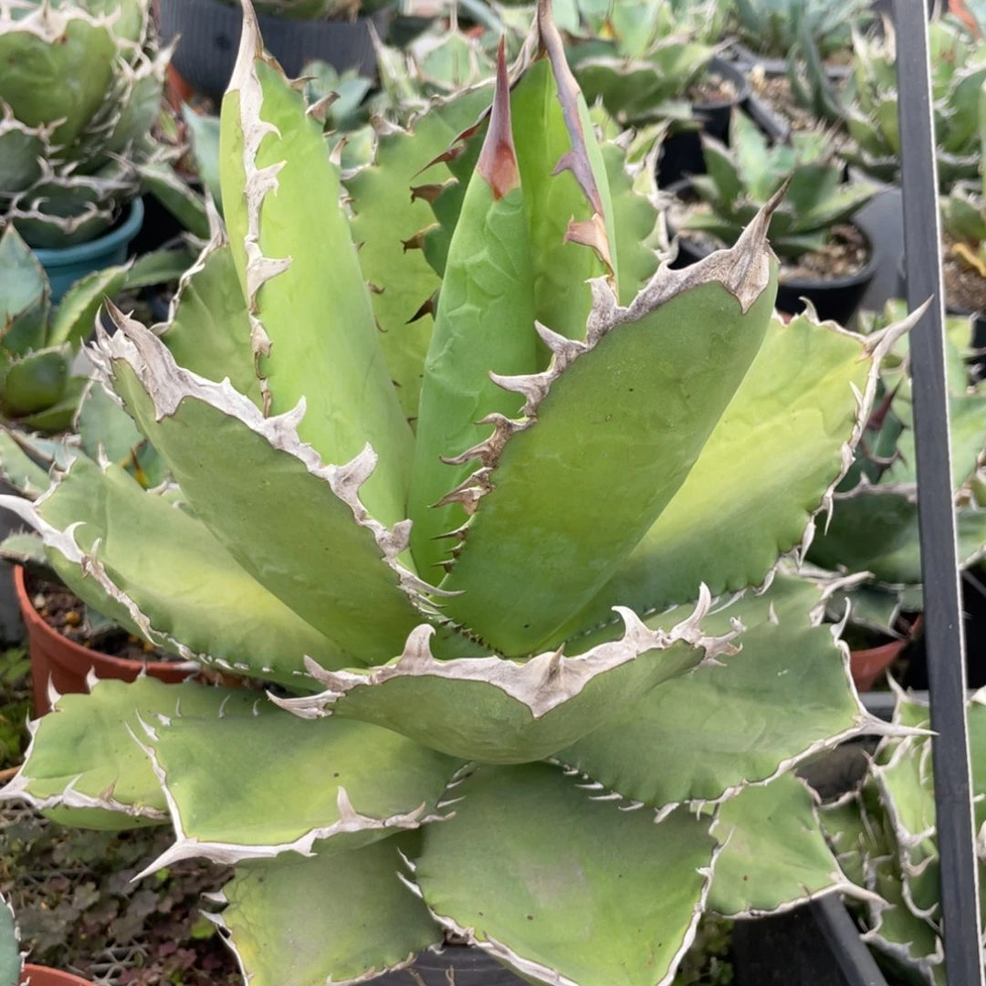 无花朵黑火龙舌兰