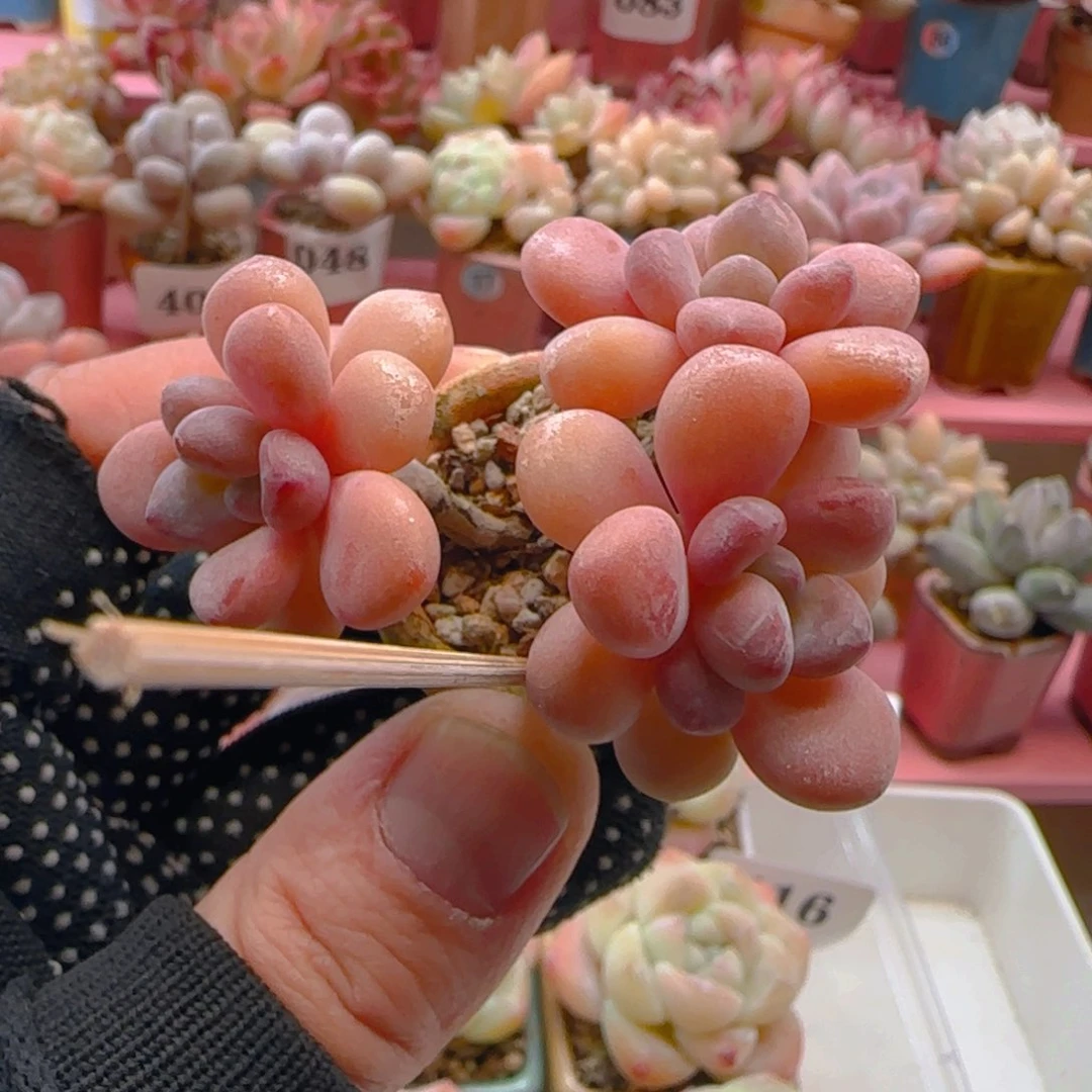 木糖醇222 ，带盆土发货，满38包邮非偏远。