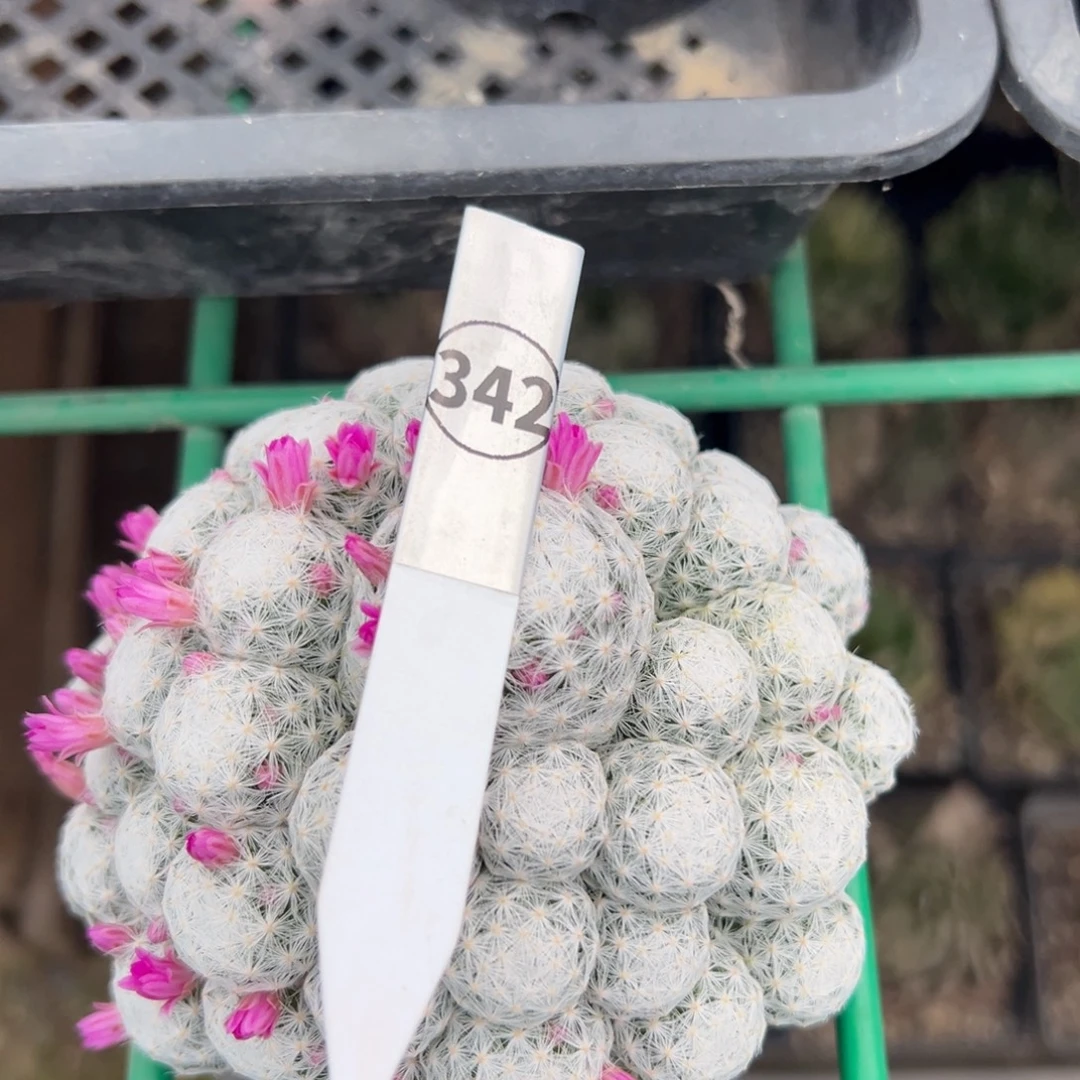 屏***店实生根姬春心仙人球多肉植物342