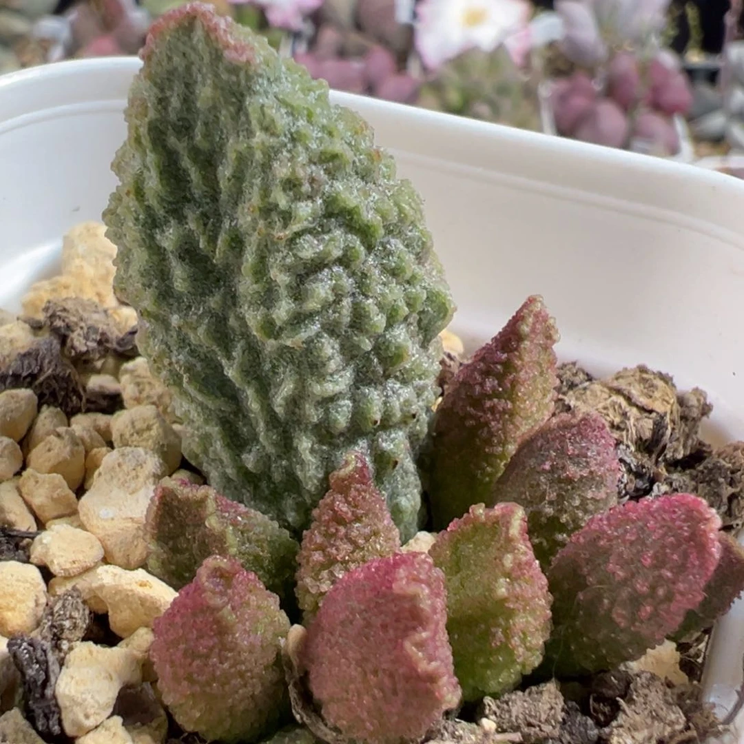 无花朵实生新品大苗多肉植物