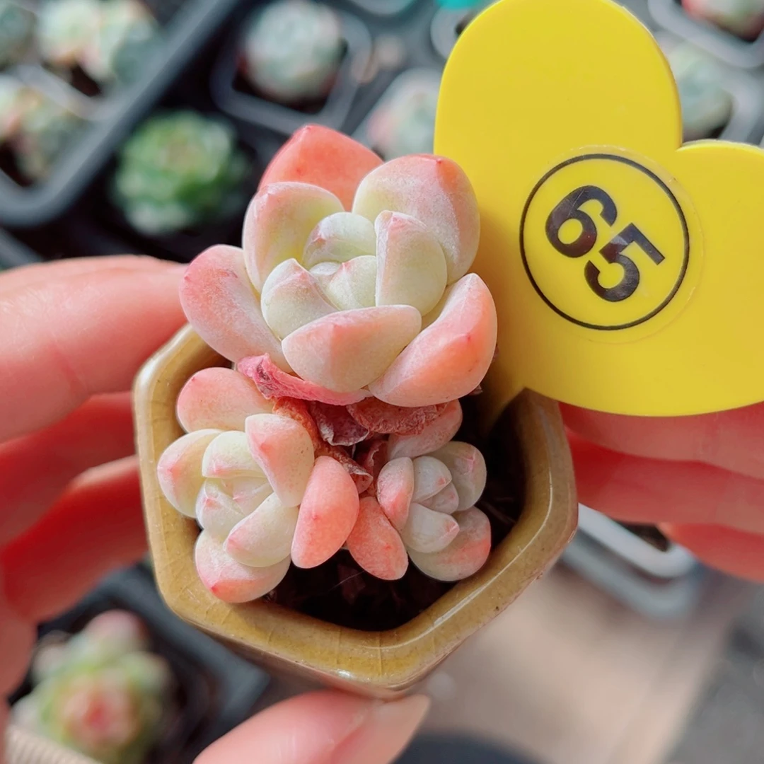 65号小老桩冰玉群