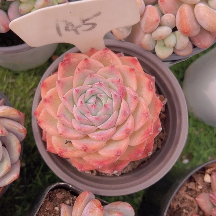 健健康康平平安安多肉