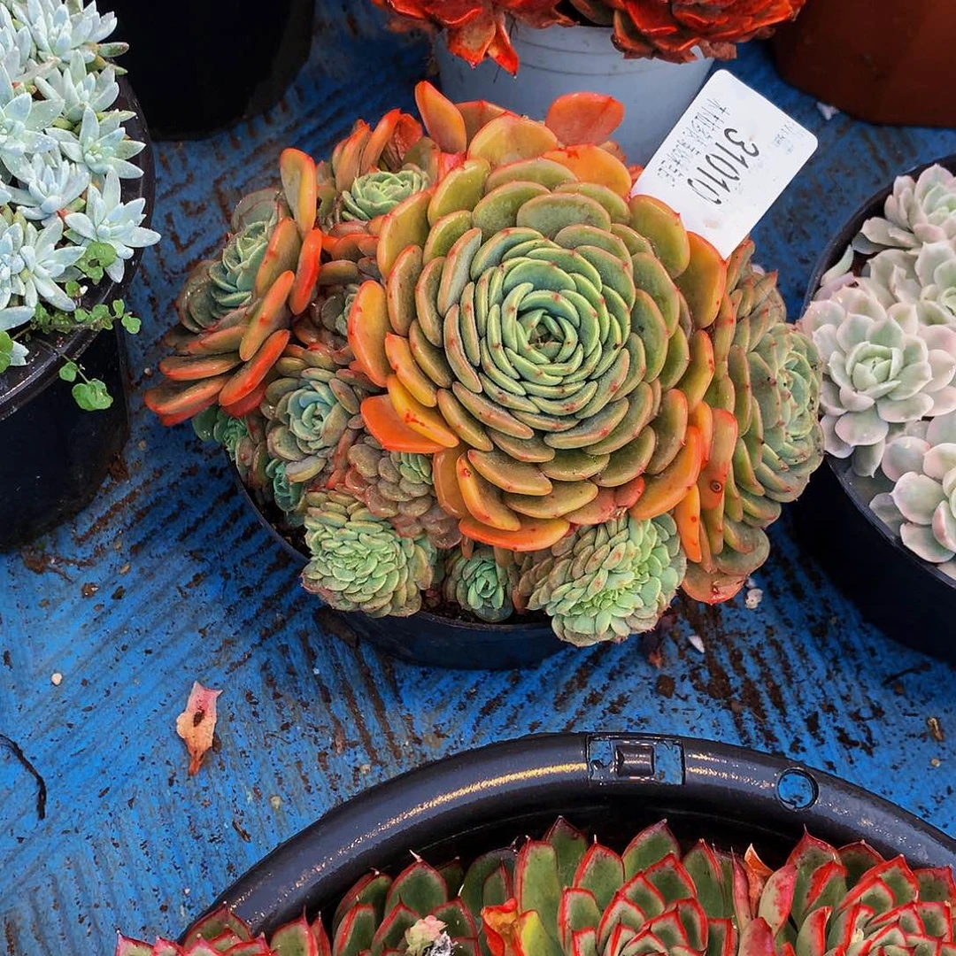 开****     惊喜宝贝多肉31010