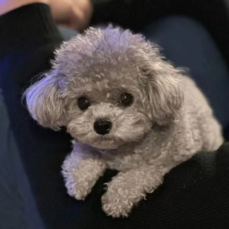 【福宝汪汪队】泰迪比熊专属下单链接