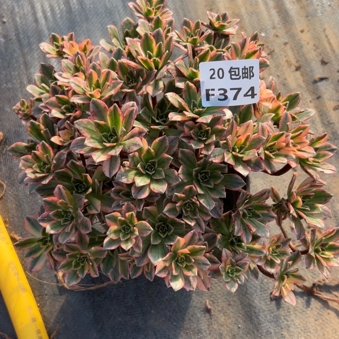 374甜茶，满20包邮