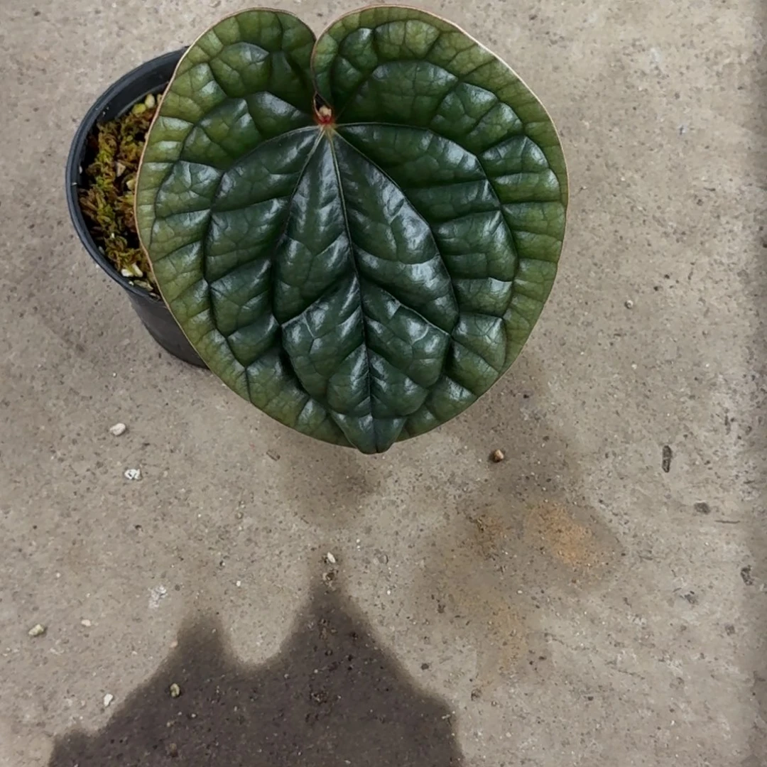 无花朵黑奢华花烛