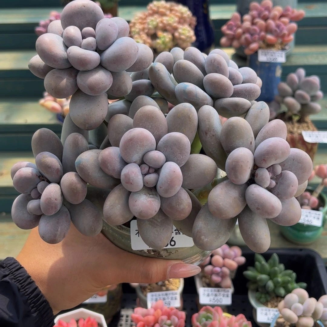 556-老桩芭比奶多肉15cm