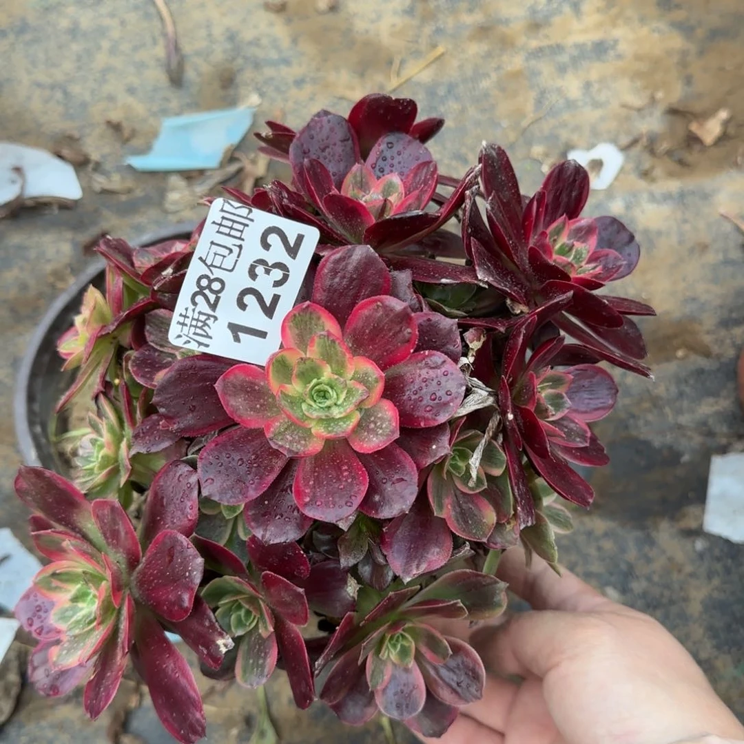 红豆多肉1232满28包邮断枝不包