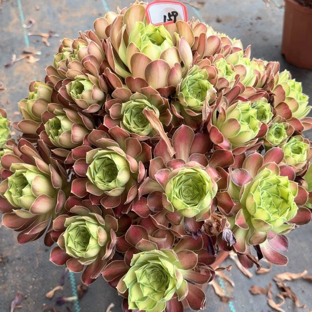 无花朵159少华多肉植物绿植
