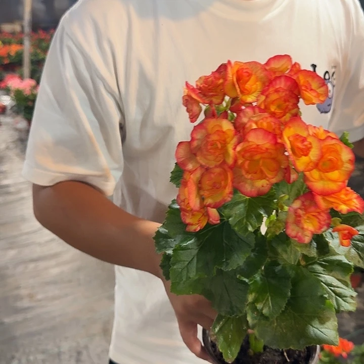 大部分花苞少量开放大火焰