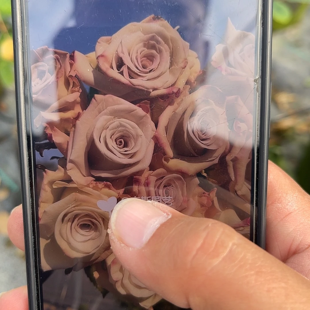 无花朵——银色沙子 福利款