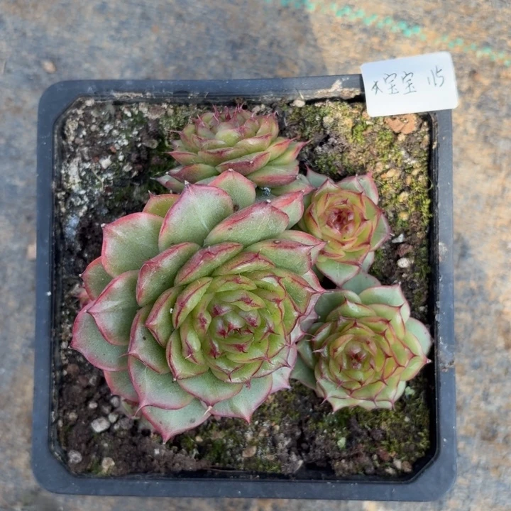 海***，精品多肉植物冠服10厘米不包整