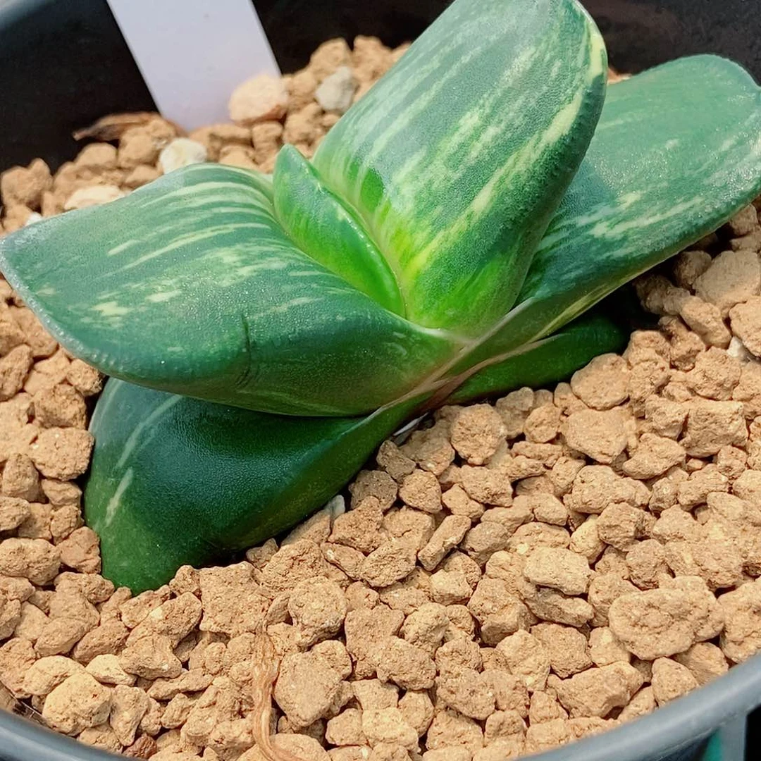 770卧牛实生锦带盆发货