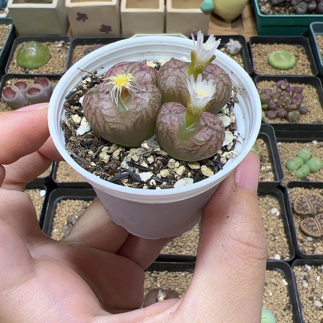 【闪购商品】172 杂交