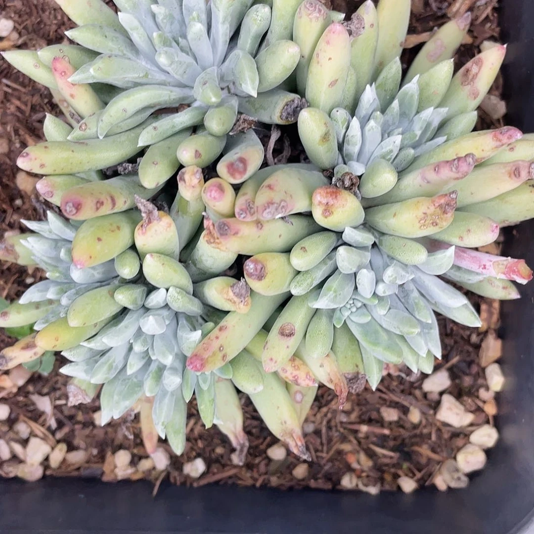 法瑞多头老桩6513