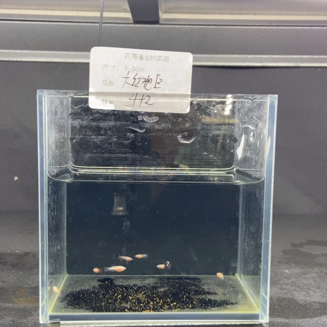 斗鱼包活不包损所见即所得110