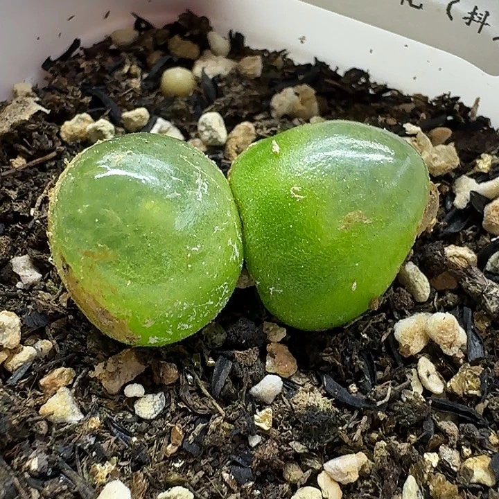 老马生石花双头灯泡2517