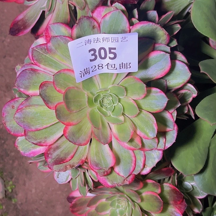 305嫁接黑魔锦多肉无根