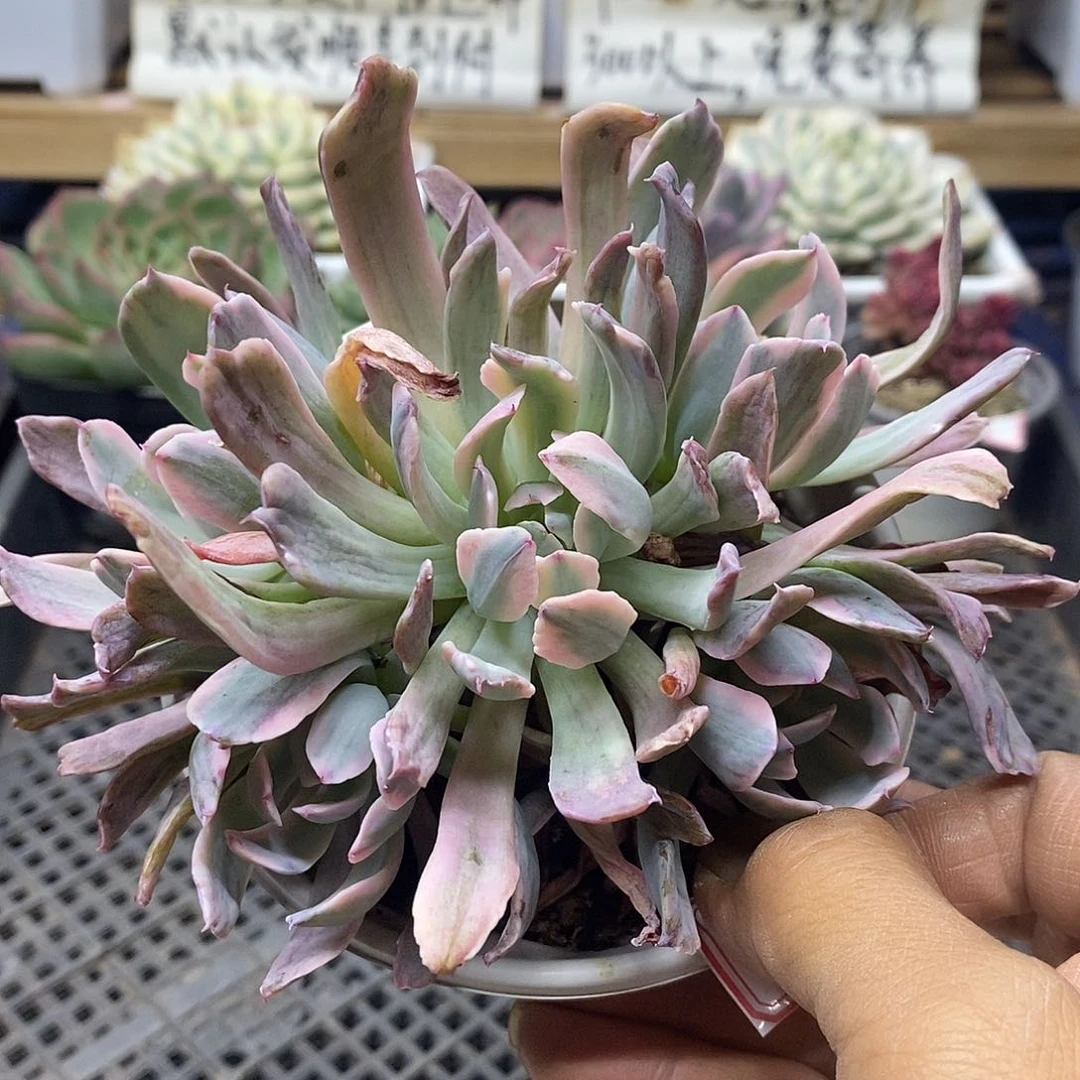 1664 花车锦 5 头自然群