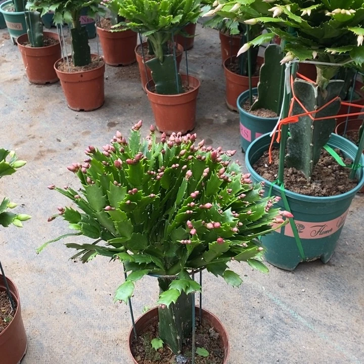 当前无花栽培后可以开花941嫁接红色