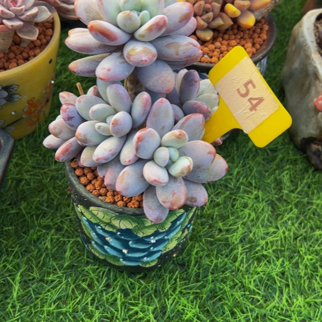 靜*雪美人群生54号