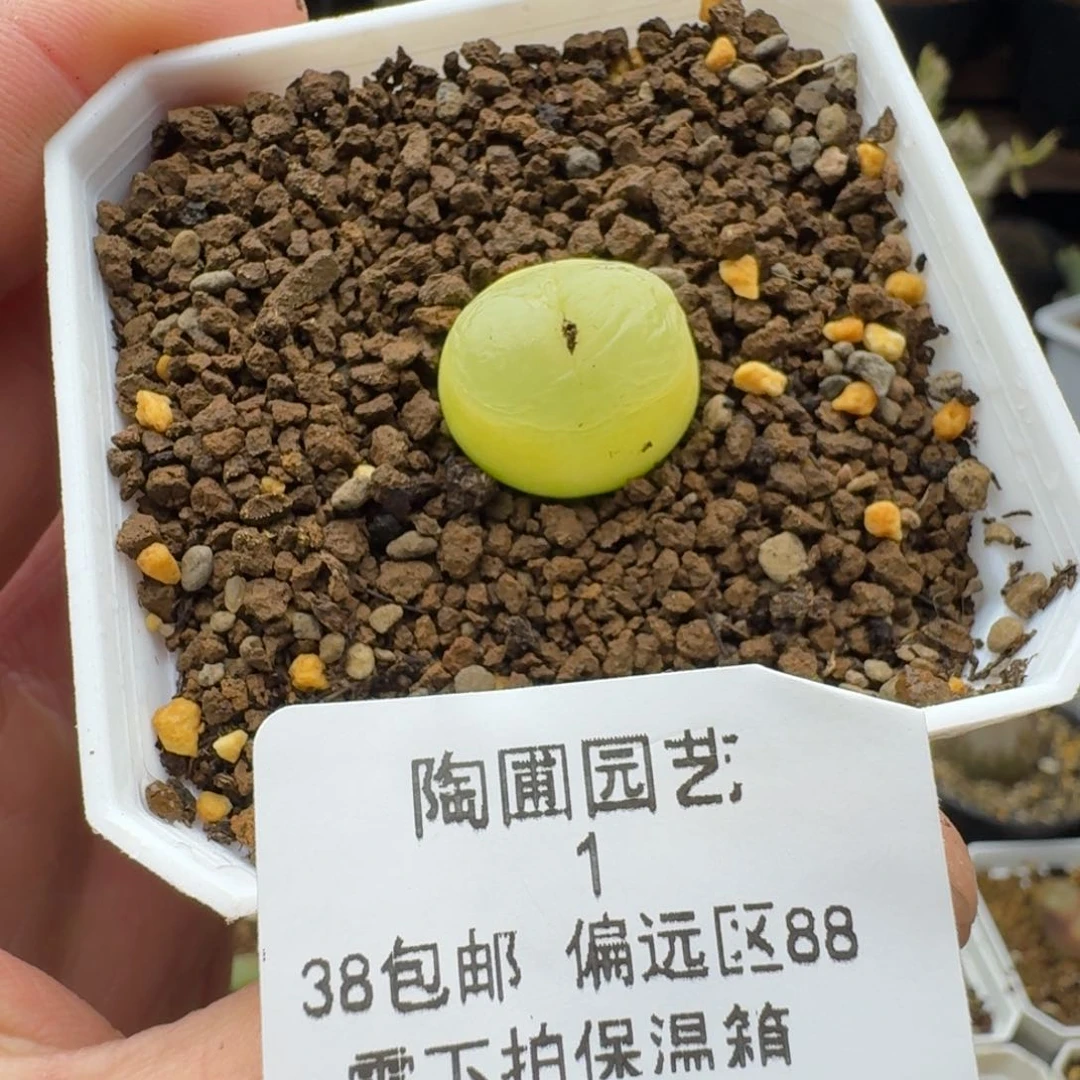 1号下播福利多肉。