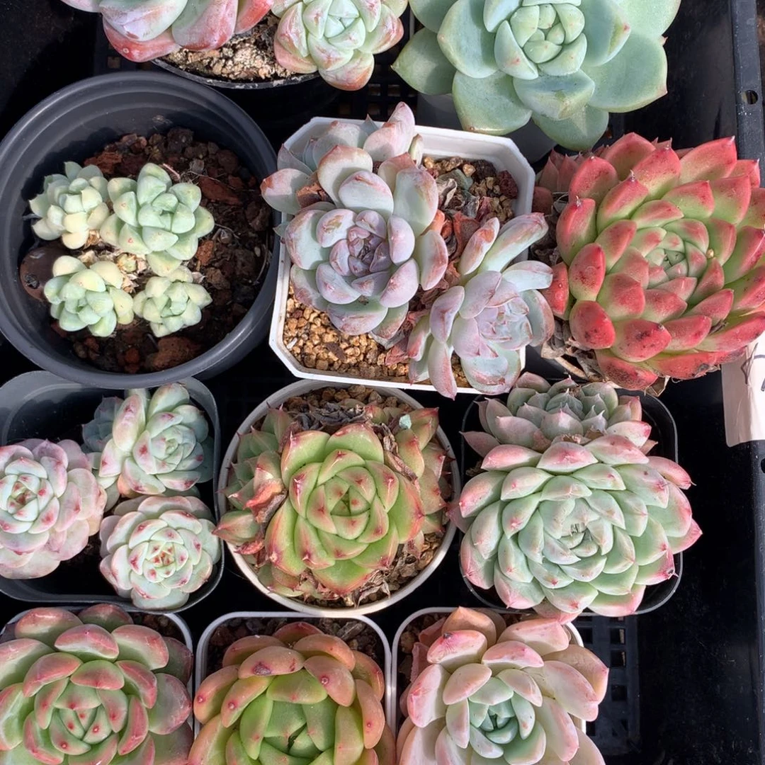 1106-15 套餐一组
