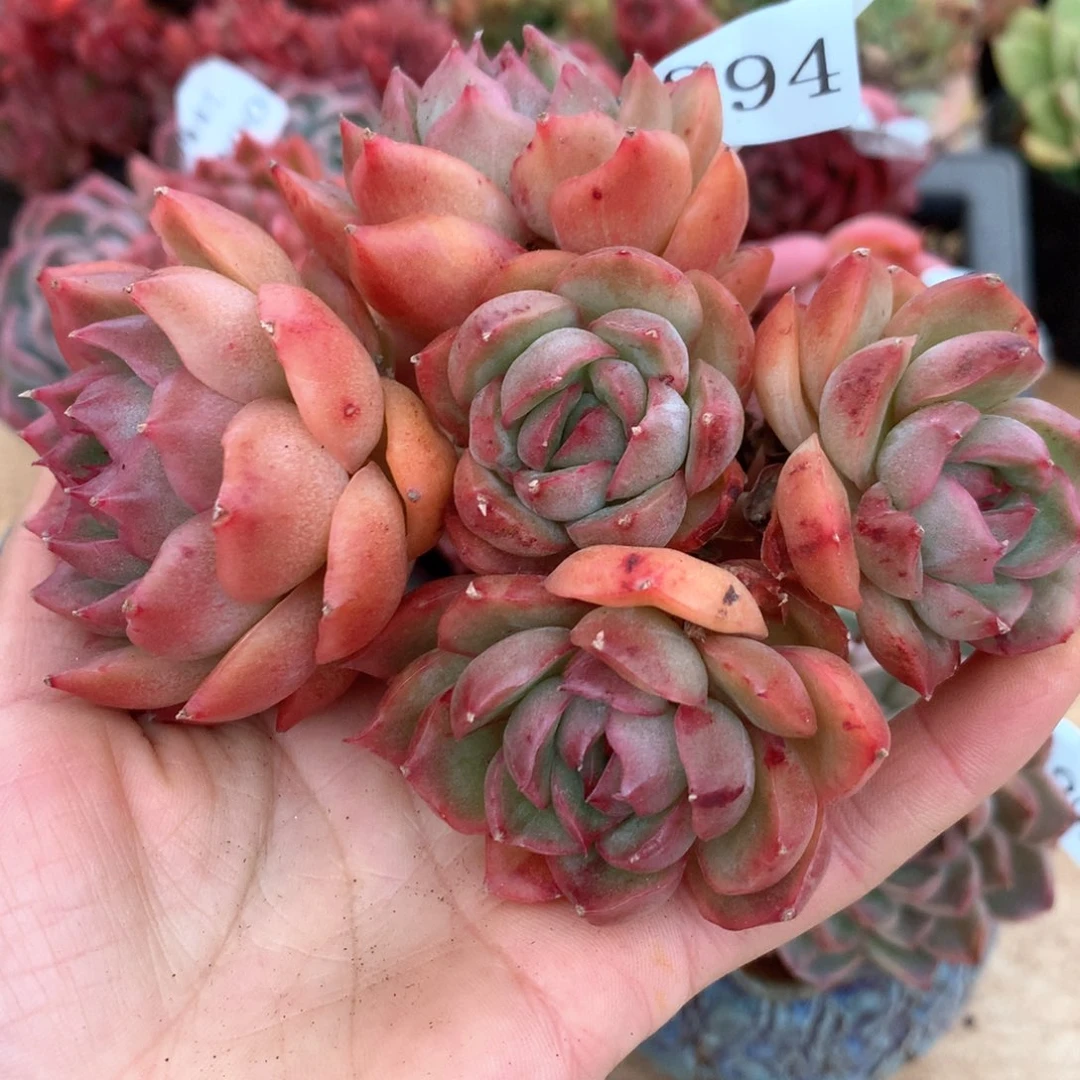 咖***辣2294杂交多肉植物