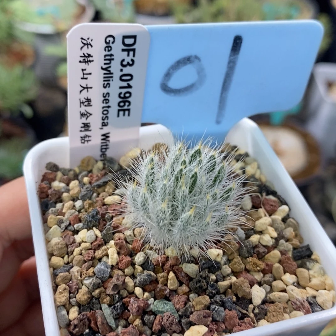 沃特山大型金刚钻