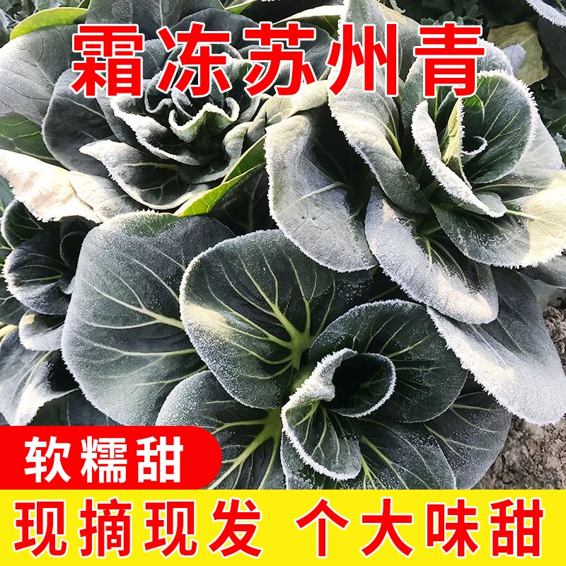苏北农家矮脚苏州青菜新鲜软糯霜冻上海青露天蔬菜时令当天现摘