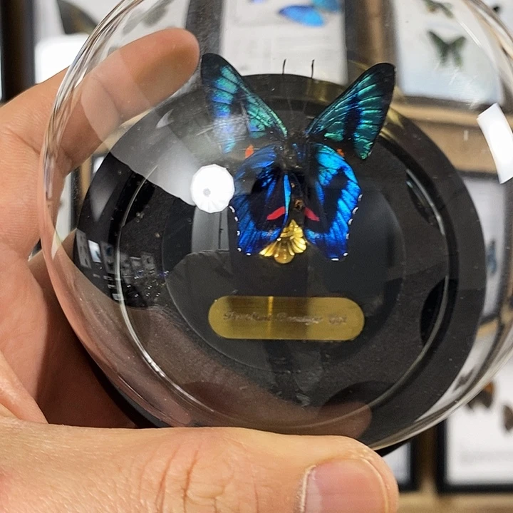 哥****三醋酯纤维哥老师专属