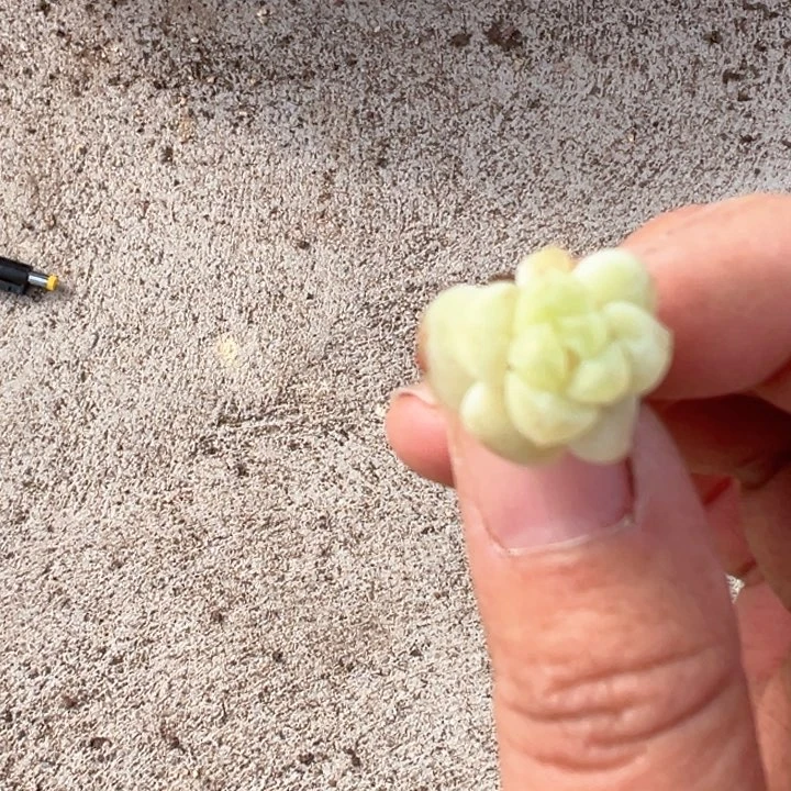 徐徐一物一拍专拍的