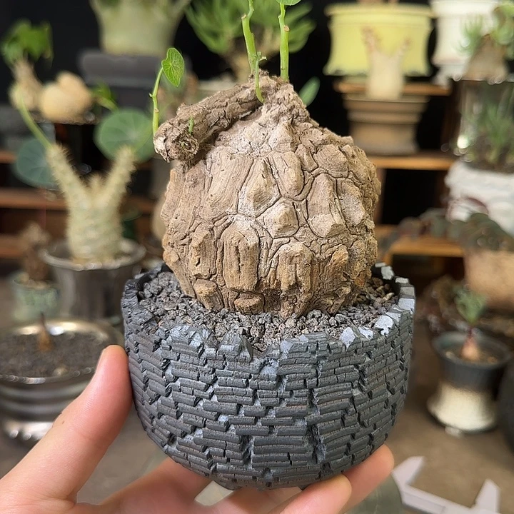 一物一拍老家龙甲龟480