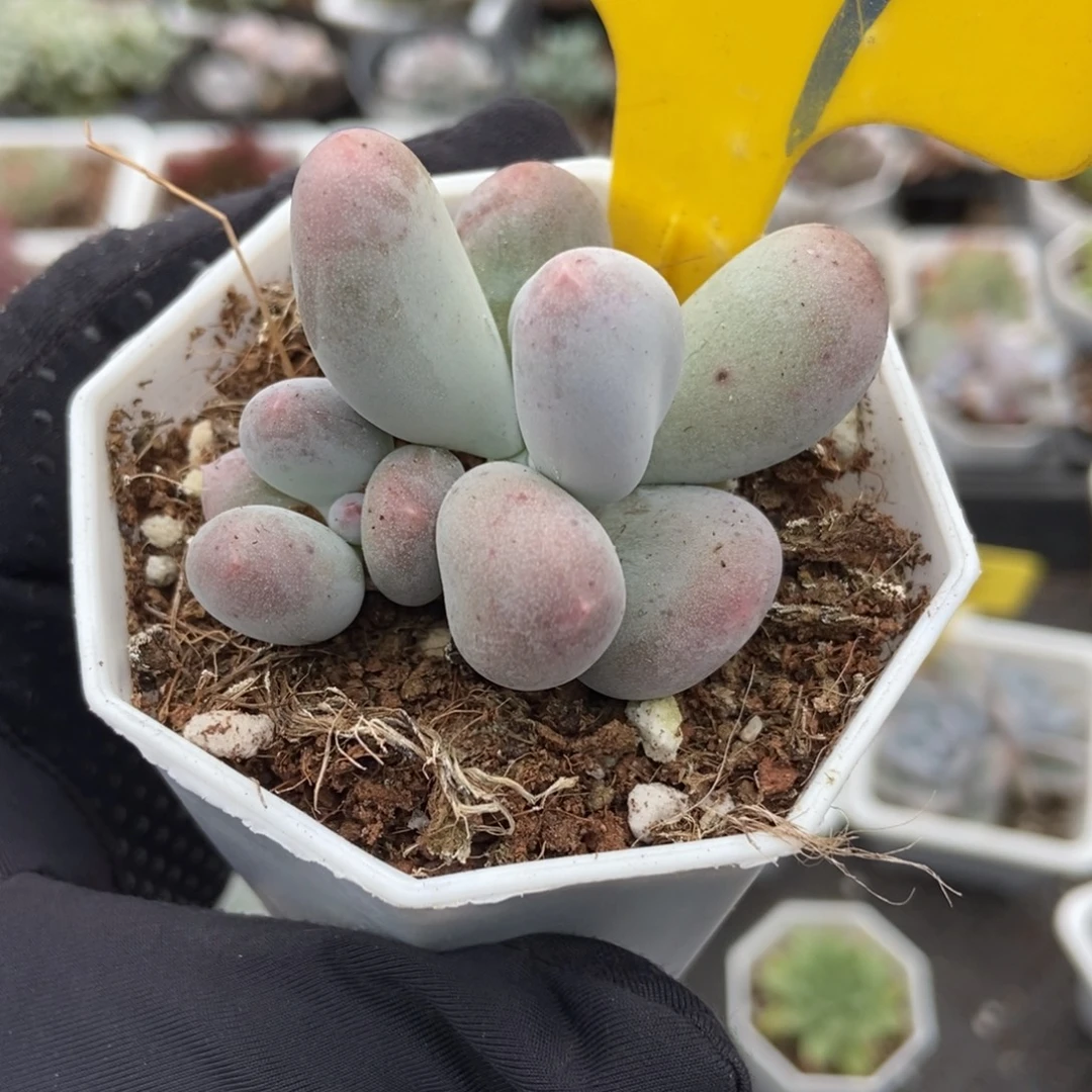 889米可奶多肉植物