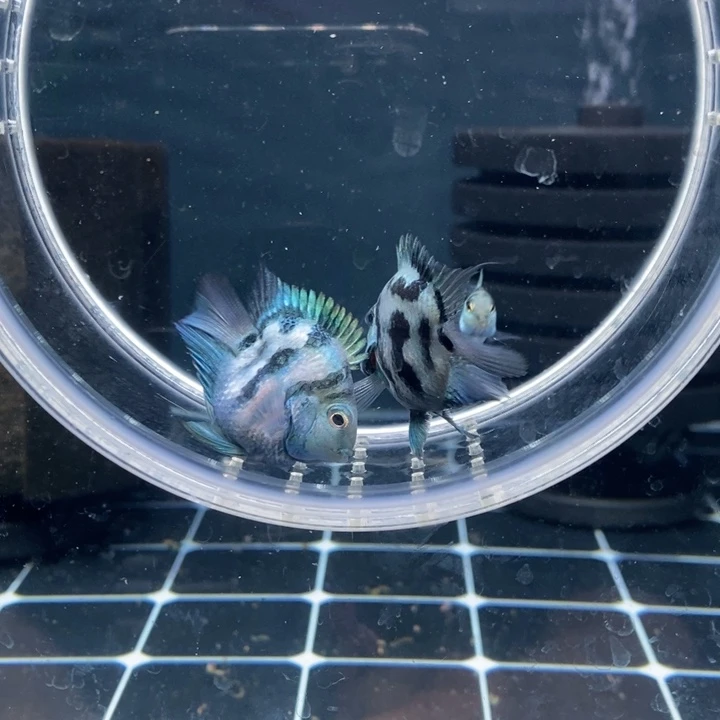 鹦鹉鱼桃心嘴娃娃脸宝蓝一对