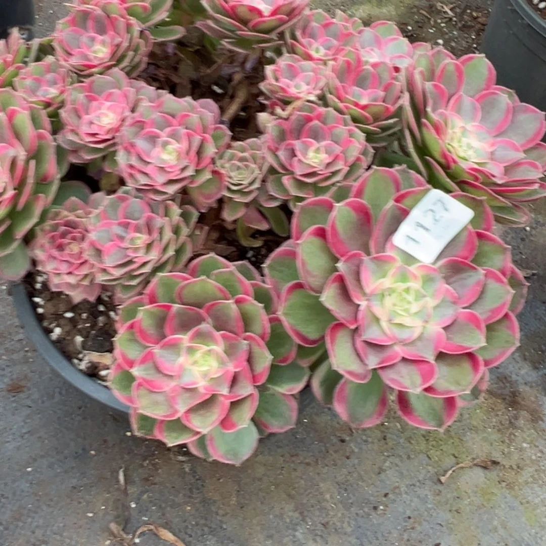 127孔雀翎多肉多肉夺魄