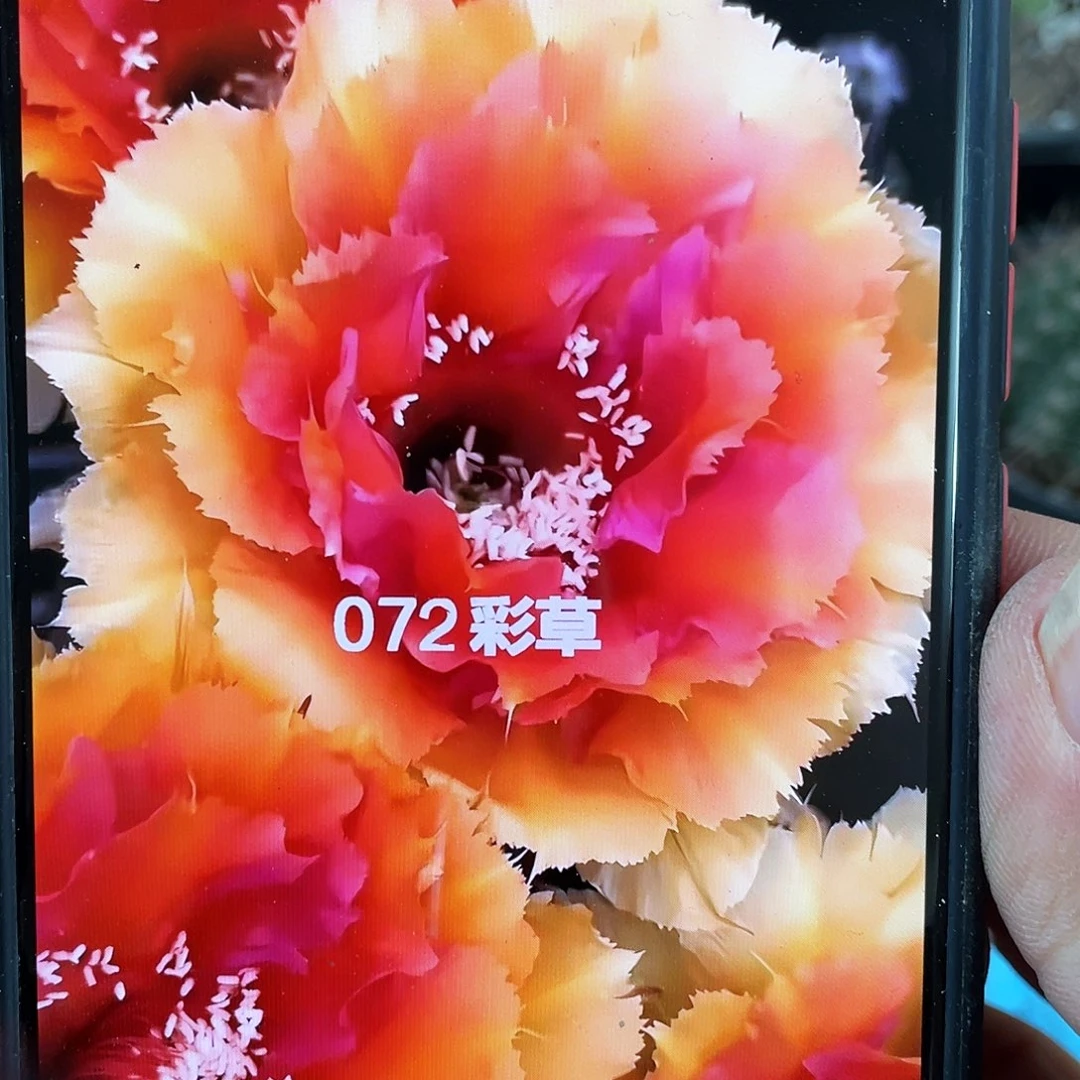 072自根球5公分以上带盆土