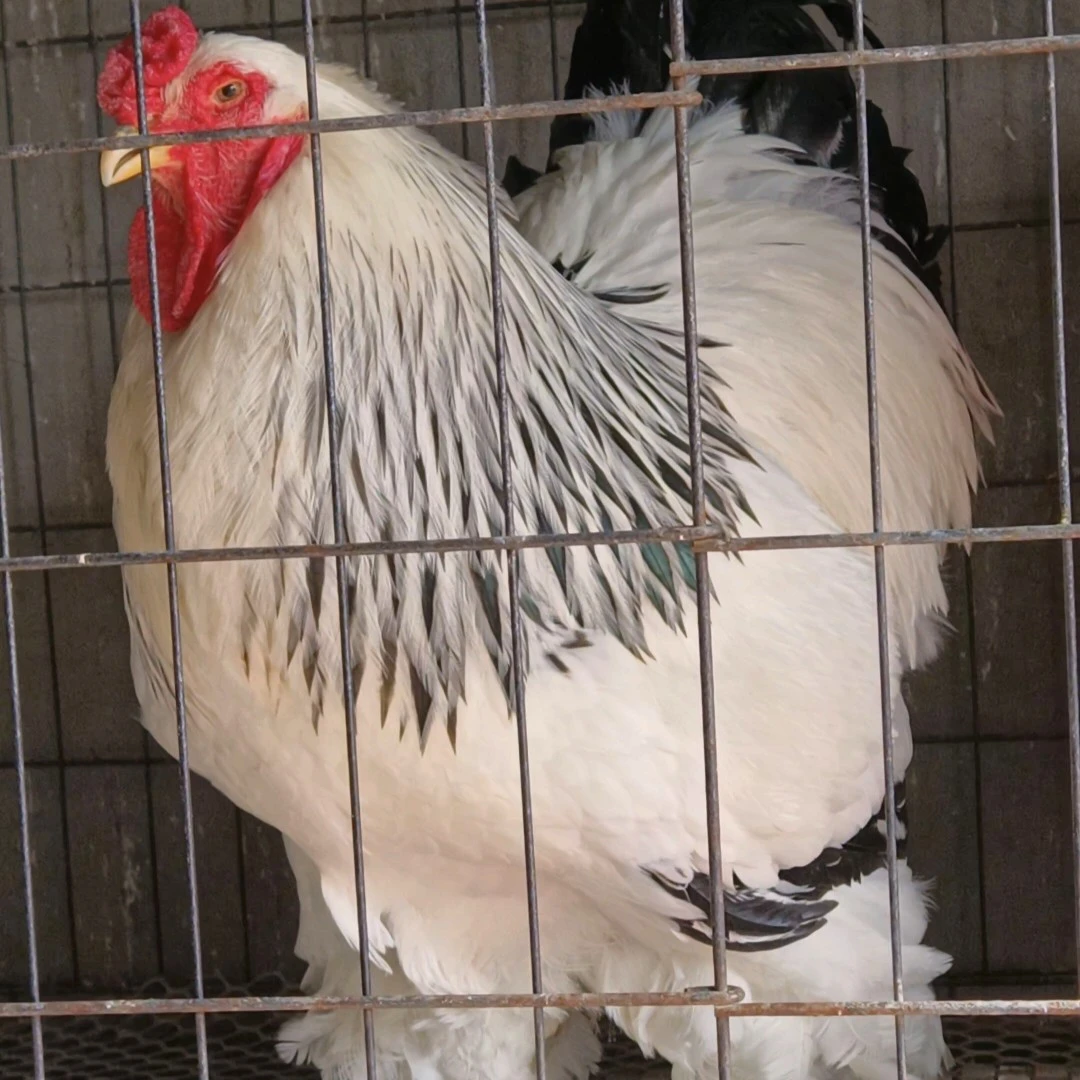 婆罗门宠物鸡鸡苗鸡蛋