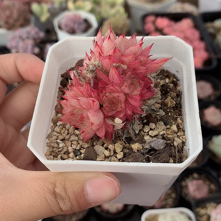 精控麦秆群不包整