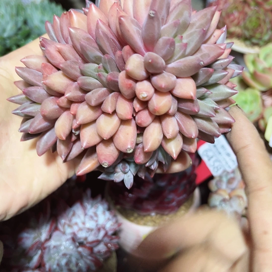 6506红蜻蜓。
